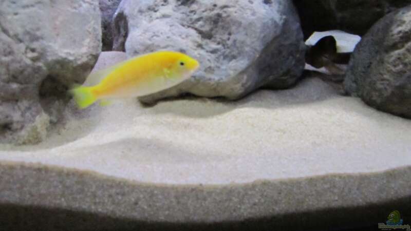 Labidochromis "Yellow" caeruleus im Aquarium halten (Einrichtungsbeispiele für Gelber Malawimaulbrüter)  - Labidochromis-caeruleusaquarium