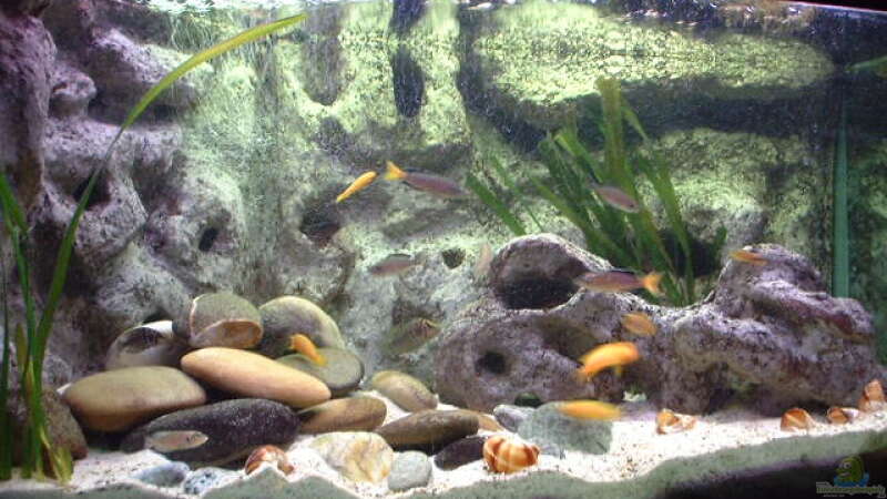 Aquarium Becken 285 von Ralf Romer (2)
