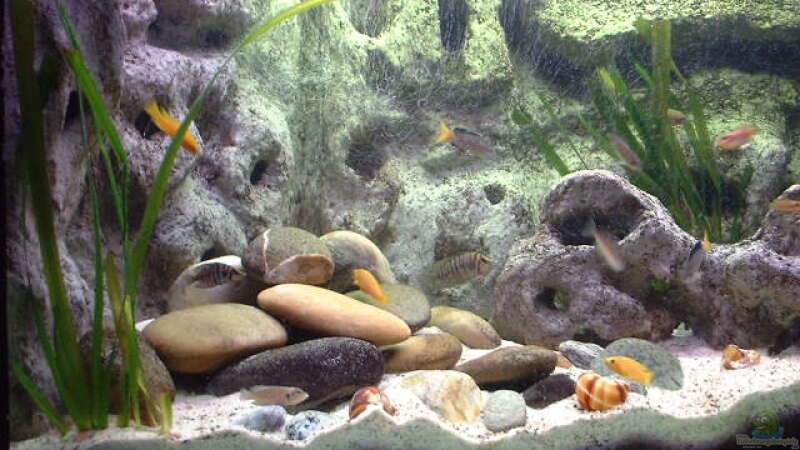 Aquarium Becken 285 von Ralf Romer (4)