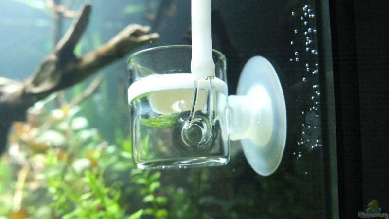 CO2-Ausströmer von axolotl (33)