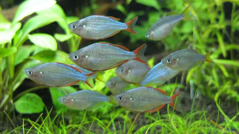 Einrichtungsbeispiele mit Zwerg-Neon-Regenbogenfischen (Melanotaenia praecox)