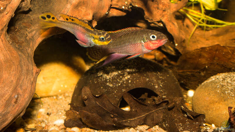 tolles Paar -- Pelvicachromis taeniatus ´nigeria red´ von AjakAndi (47)