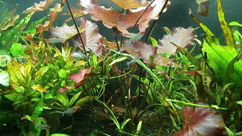 Pflanzen im Aquarium Juwel Rio 400 von Steffen66 (13)