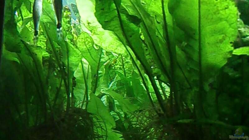 Pflanzen im Aquarium Juwel Rio 400 von Steffen66 (14)