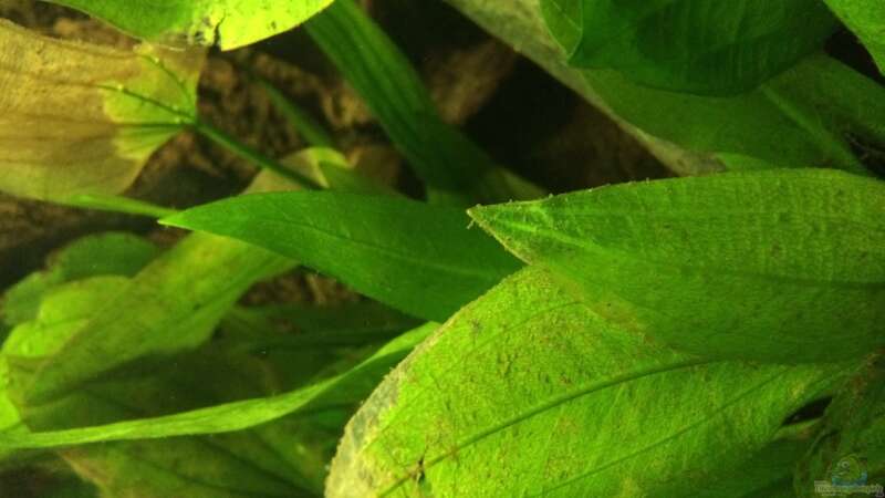 08.02.2014 Echinodorus die Pflanzen haben zwar etwas Probleme, dennoch wachsen sie von Trimmy (11)