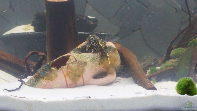 Besatz im Aquarium Welspenthouse von Pakel Arif (2)