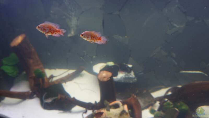 Besatz im Aquarium Welspenthouse von Pakel Arif (6)