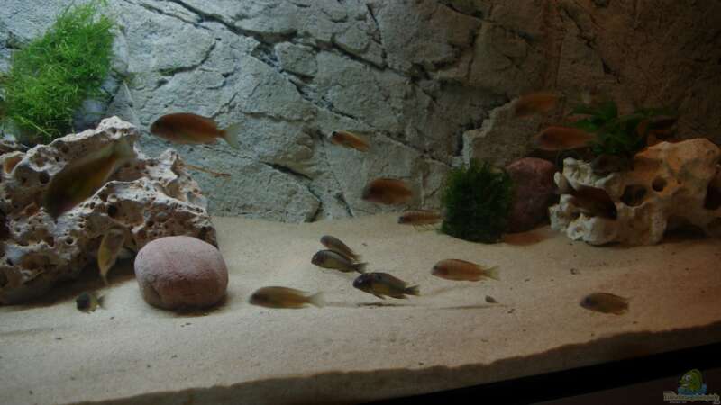 Aquarium Hauptansicht von Tanganjika