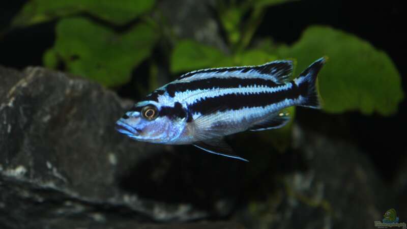 Aquarien mit Melanochromis kaskazini (Northern blue)  - Melanochromis-kaskaziniaquarium