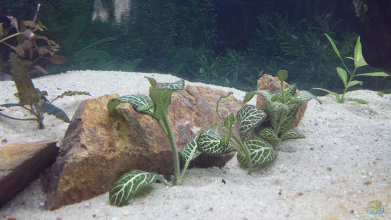 Pflanzen im Aquarium GRÜNER VERSUCH von schilli (17)