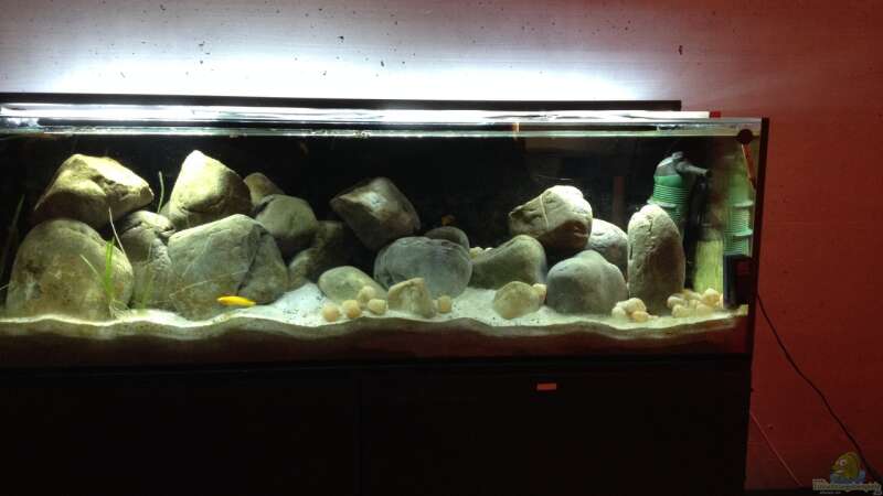 Aquarium Kleiner Tanganjikasee von jules (3)