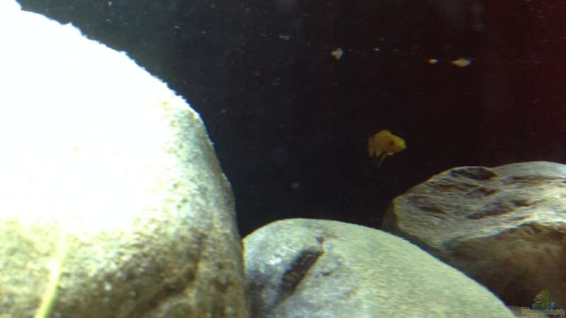 Besatz im Aquarium Kleiner Tanganjikasee von jules (19)