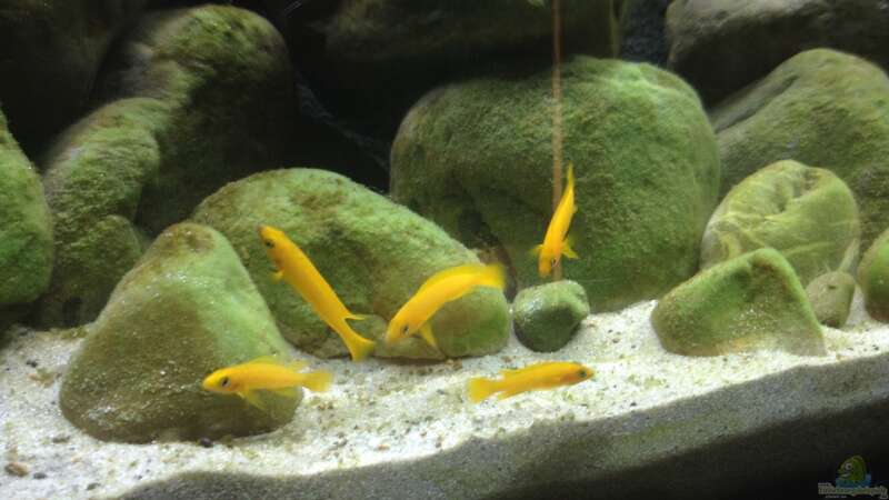 Besatz im Aquarium Kleiner Tanganjikasee von jules (20)