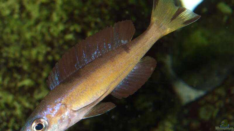 Cyprichromis microlepidotus Kasai von Alex Stark (16)