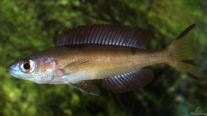 Aquarien mit Cyprichromis microlepidotus (Kleinschuppiger Kärpflingsbuntbarsch)