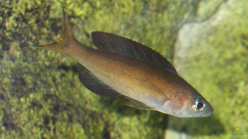 Aquarien mit Cyprichromis microlepidotus (Kleinschuppiger Kärpflingsbuntbarsch)  - Cyprichromis-microlepidotusaquarium