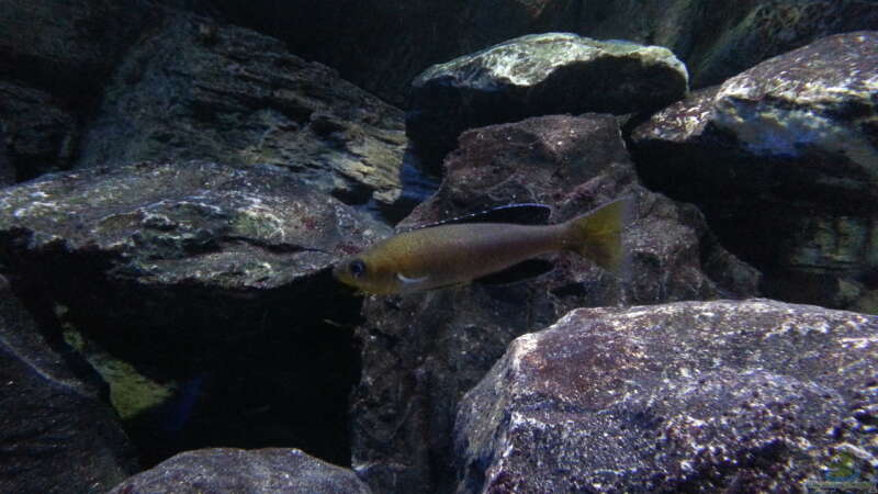 Cyprichromis leptosoma ´jumbo´ yellow head mpimpwe von Bitman (54)