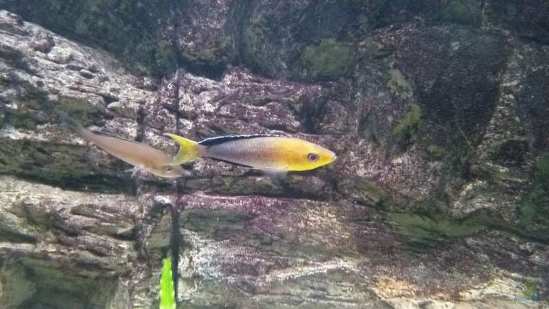 Cyprichromis leptosoma ´jumbo´ yellow head mpimpwe von Bitman (58)