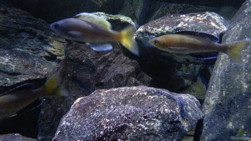 Aquarien mit Cyprichromis leptosoma (Blauer Heringscichlide)  - Cyprichromis-leptosomaaquarium