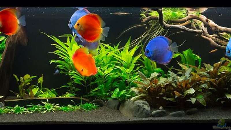 Aquarium Diskusfische - Farben und Pflanzen von Finch (2)