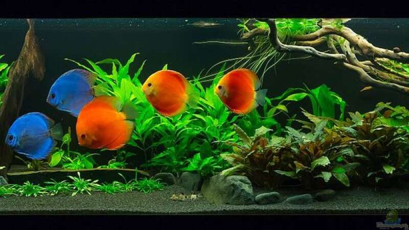 Aquarium Diskusfische - Farben und Pflanzen von Finch (3)