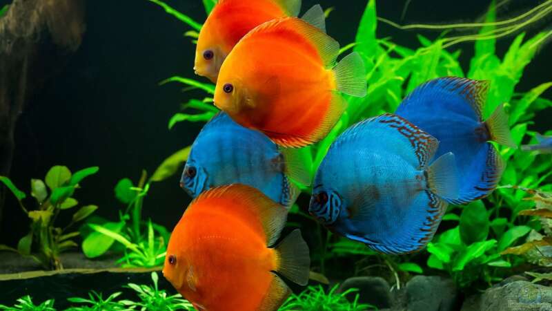 Besatz im Aquarium Diskusfische - Farben und Pflanzen von Finch (10)