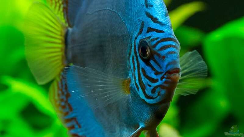 Besatz im Aquarium Diskusfische - Farben und Pflanzen von Finch (11)