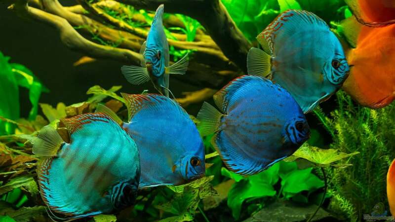 Besatz im Aquarium Diskusfische - Farben und Pflanzen von Finch (13)