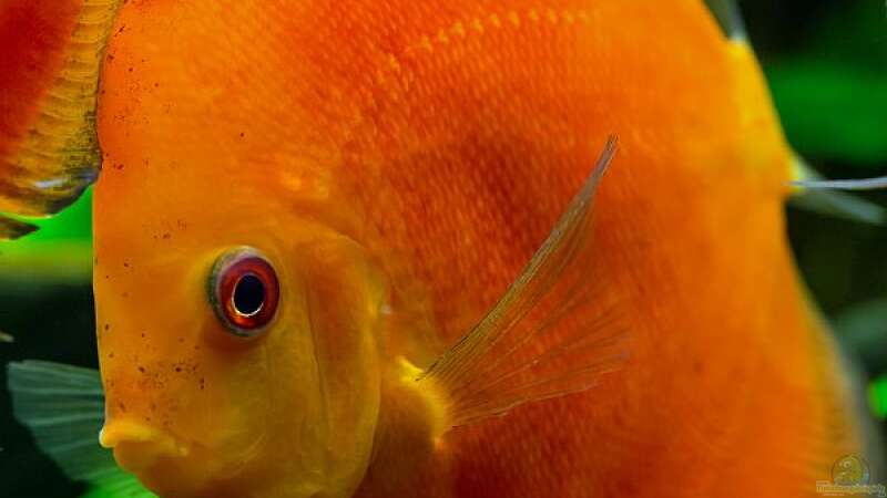 Besatz im Aquarium Diskusfische - Farben und Pflanzen von Finch (14)