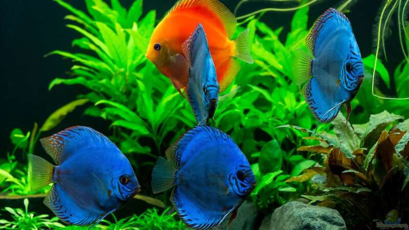 Besatz im Aquarium Diskusfische - Farben und Pflanzen von Finch (7)