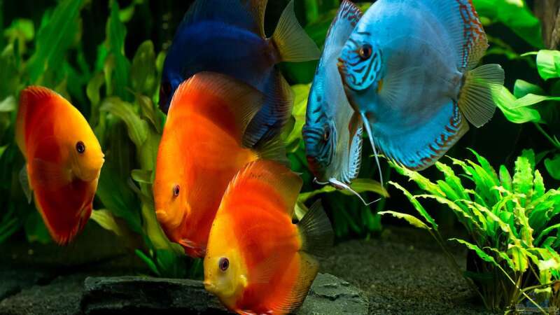 Besatz im Aquarium Diskusfische - Farben und Pflanzen von Finch (8)