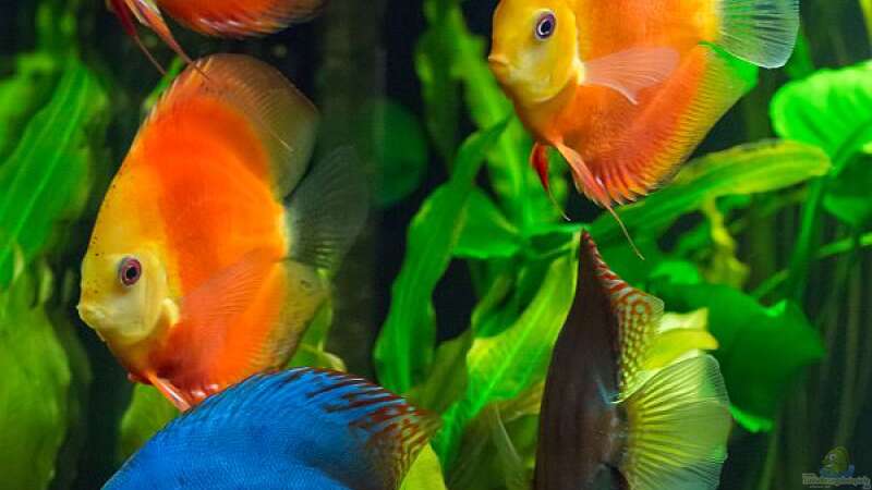 Besatz im Aquarium Diskusfische - Farben und Pflanzen von Finch (9)