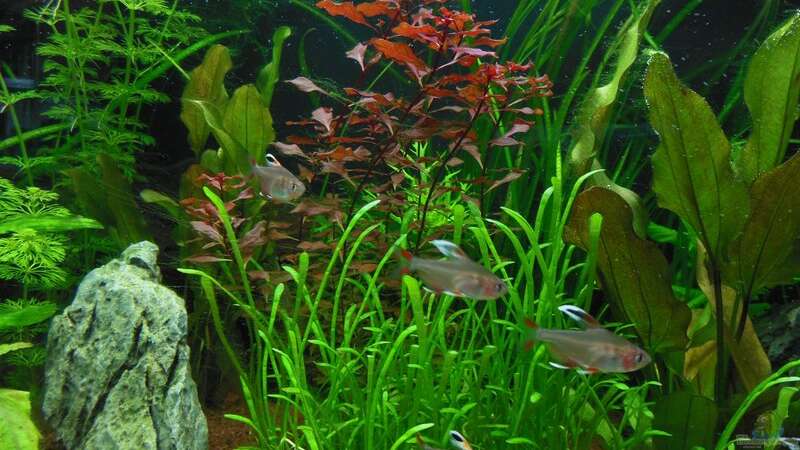 Pflanzen im Aquarium Amazonas Dream von Bandito76 (4)