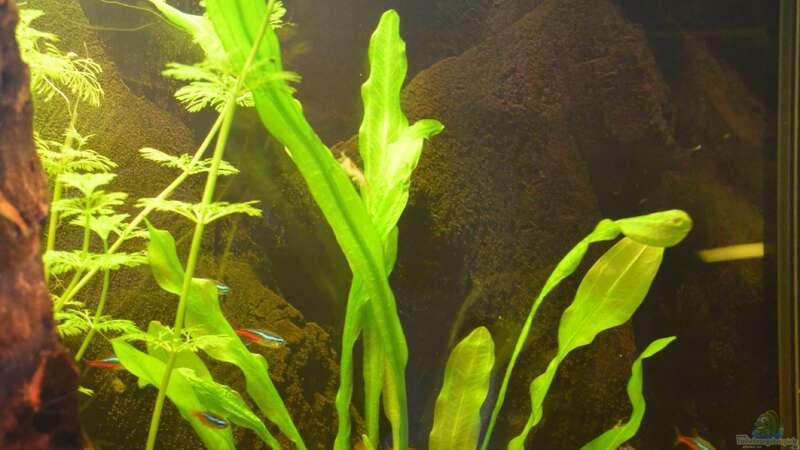 Aquarien mit Echinodorus major (Leopoldina-Schwertpflanze)
