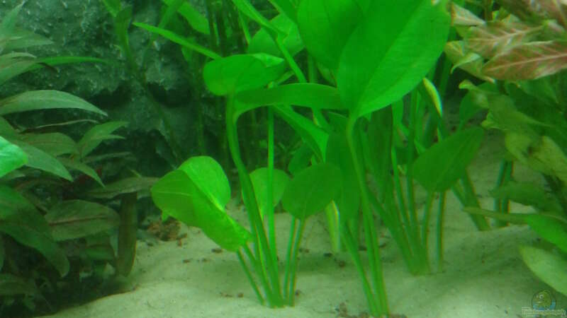 Aquarien mit Echinodorus major (Leopoldina-Schwertpflanze)  - Echinodorus-majoraquarium