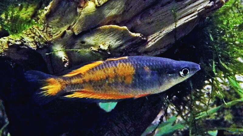Aquarien mit Melanotaenia parkinsoni (Einrichtungsbeispiele für Parkinsons Regenbogenfisch)