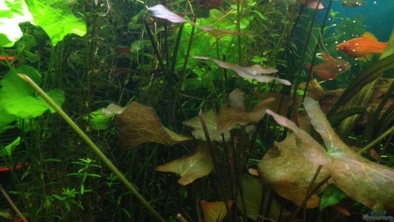 Pflanzen im Aquarium Becken 29458 von Muschelherz (5)