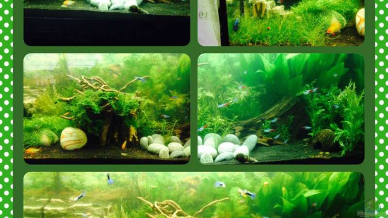 Aquarium Relax von Nicky76 (2)