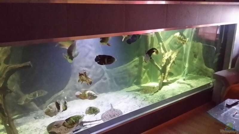Aquarium  von Pearlray (1)