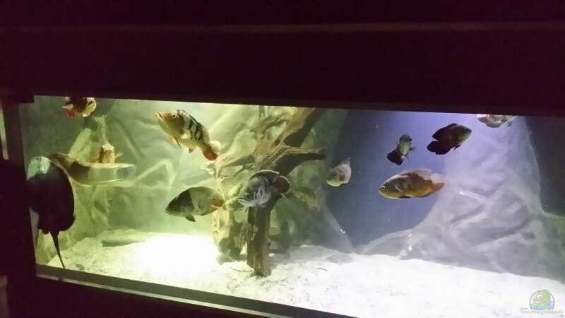 Aquarium Rochenbecken von Pearlray (2)