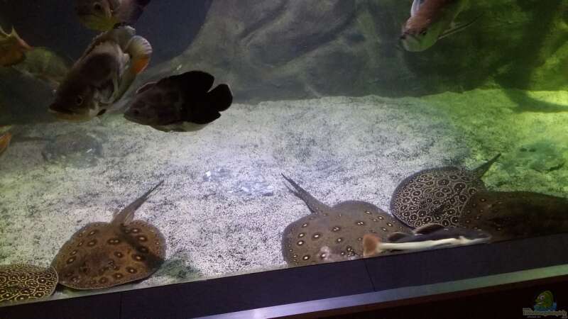 Besatz im Aquarium Rochenbecken von Pearlray (20)