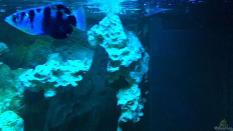Besatz im Aquarium Brackwasserbecken von _JWoww_ (16)