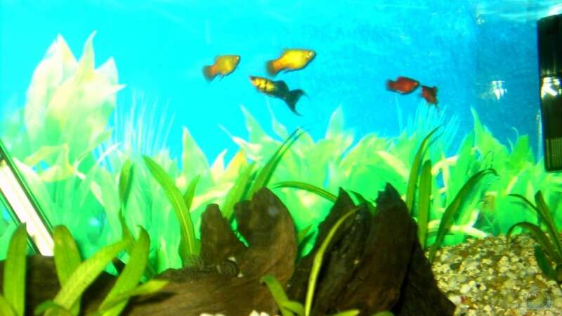 Die ersten Pflanzen, die ersten Fische und der Anfang ist gemacht!! von Heiko Mietz (1)