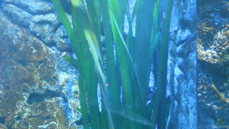 Pflanzen im Aquarium Neolamprologus multifasciatus von Vision (9)