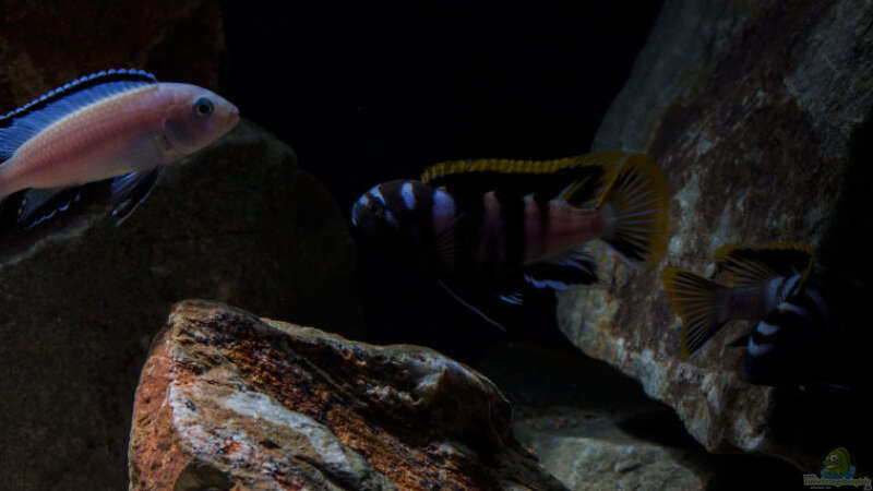 Labidochromis sp. mbamba bay .. entfesselter Blitz .. von AjakAndi (56)