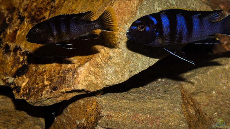 Labidochromis sp. mbamba bay von AjakAndi (38)