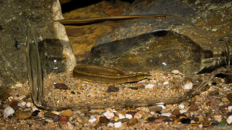 Aethiomastacembelus shiranus im Aquarium (Einrichtungsbeispiele für Malawisee-Aale)  - Aethiomastacembelus-shiranusaquarium