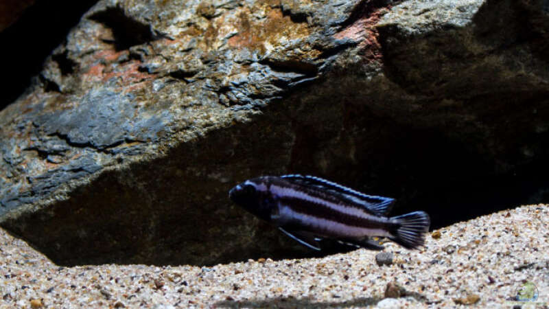 Melanochromis johannii -- von ´jung zu alt´ .. von AjakAndi (58)