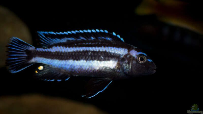 Melanochromis johannii - immer mehr Farbe kommt durch .. von AjakAndi (54)