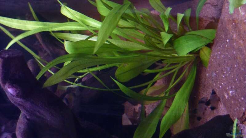 Echinodorus bleheri (Blehers Schwertpflanze) von basSman (6)